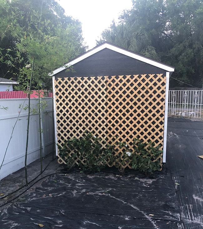 shed lattice