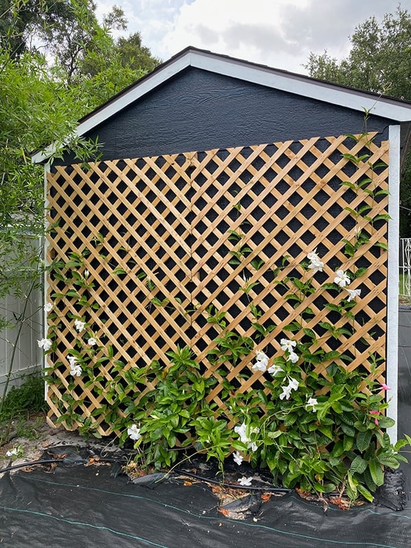 shed lattice mandevilla