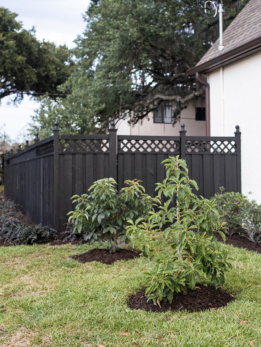 small hass avocado trees