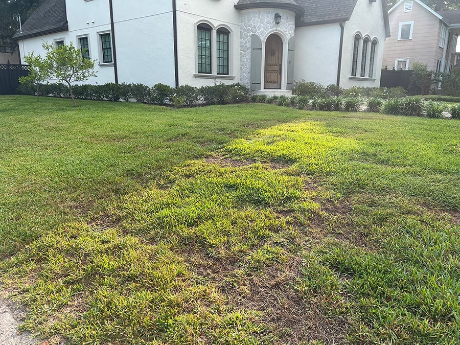 dead grass in front yard