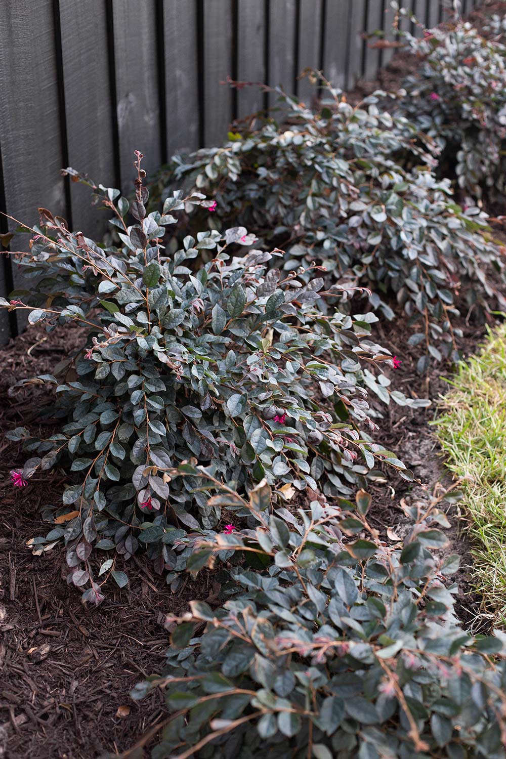 closeup of lorapetalum bushes