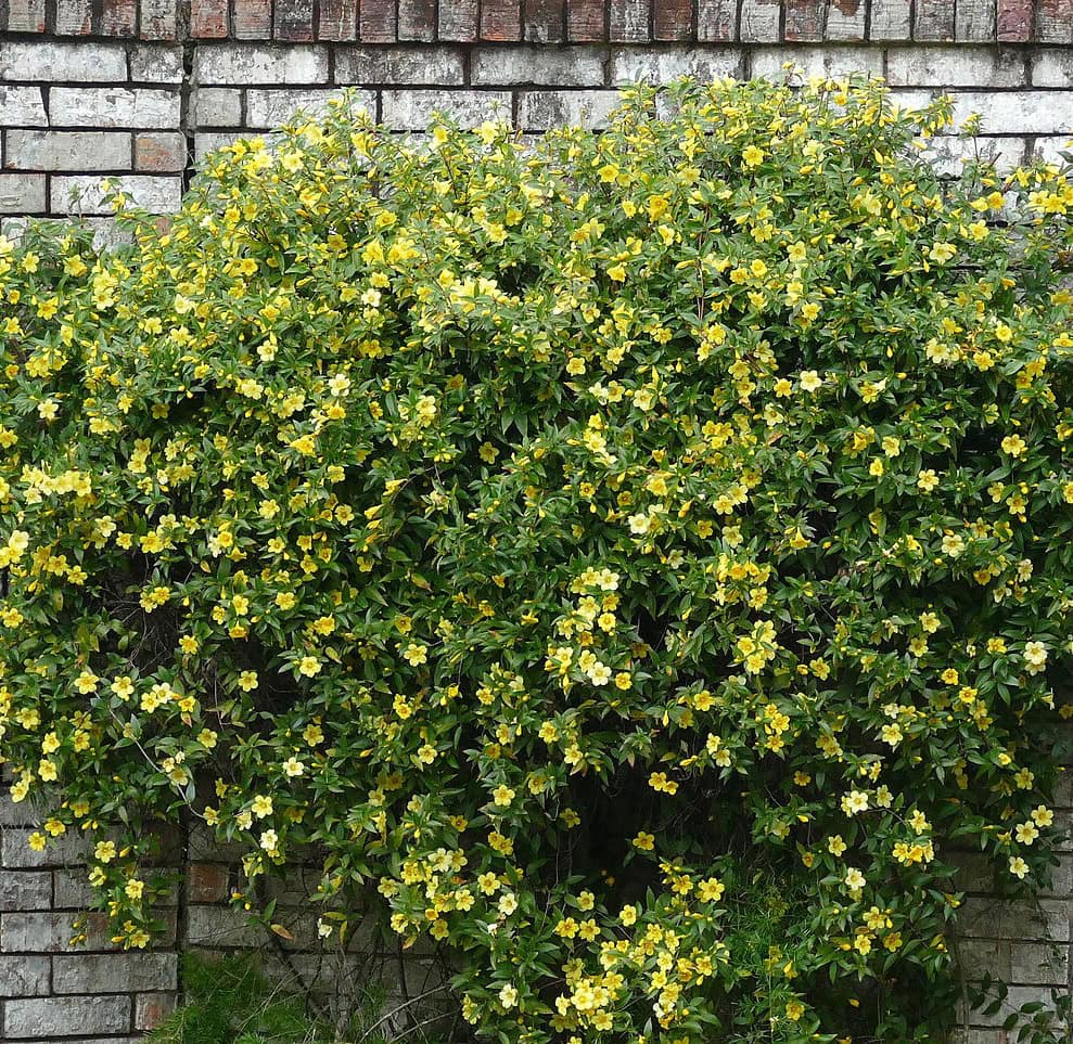carolina jessamine