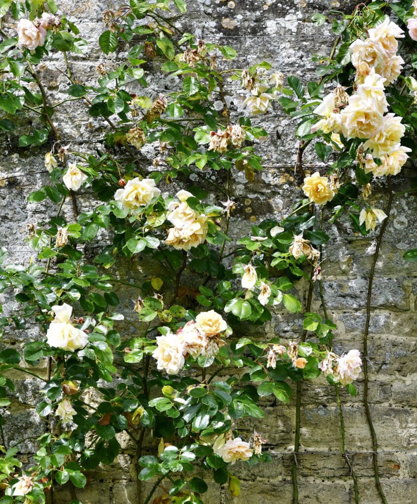 climbing roses