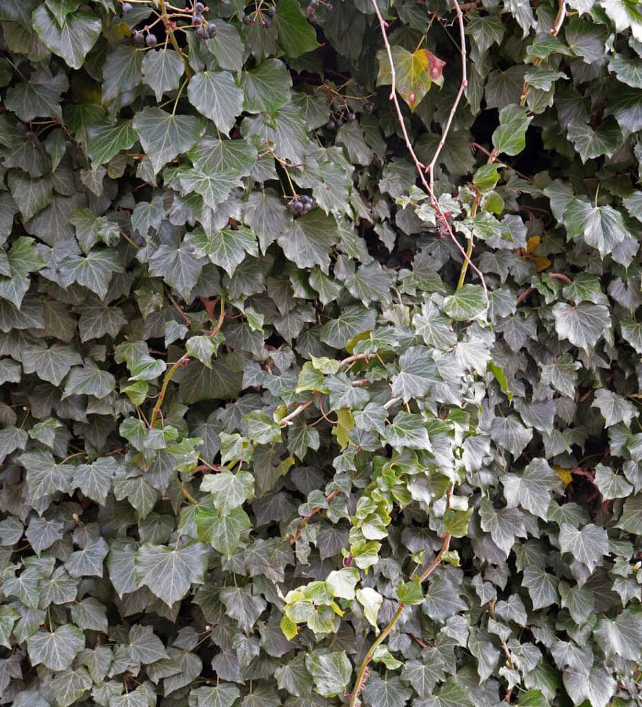 english ivy
