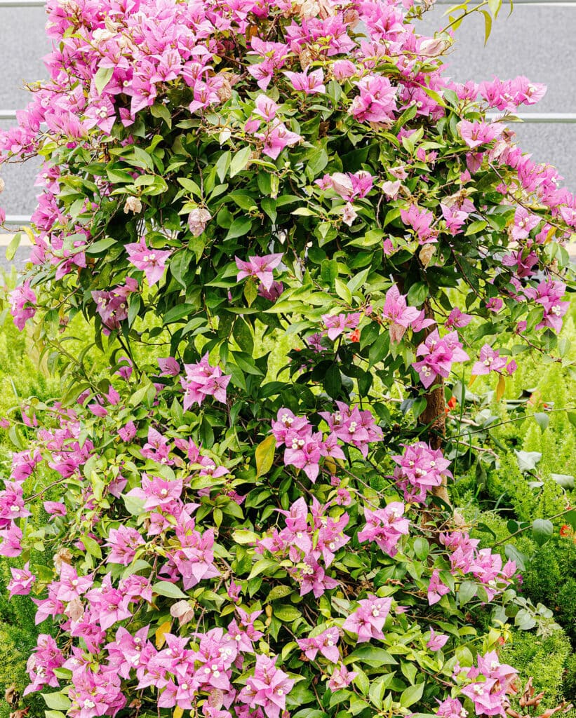 pink bougainvillea