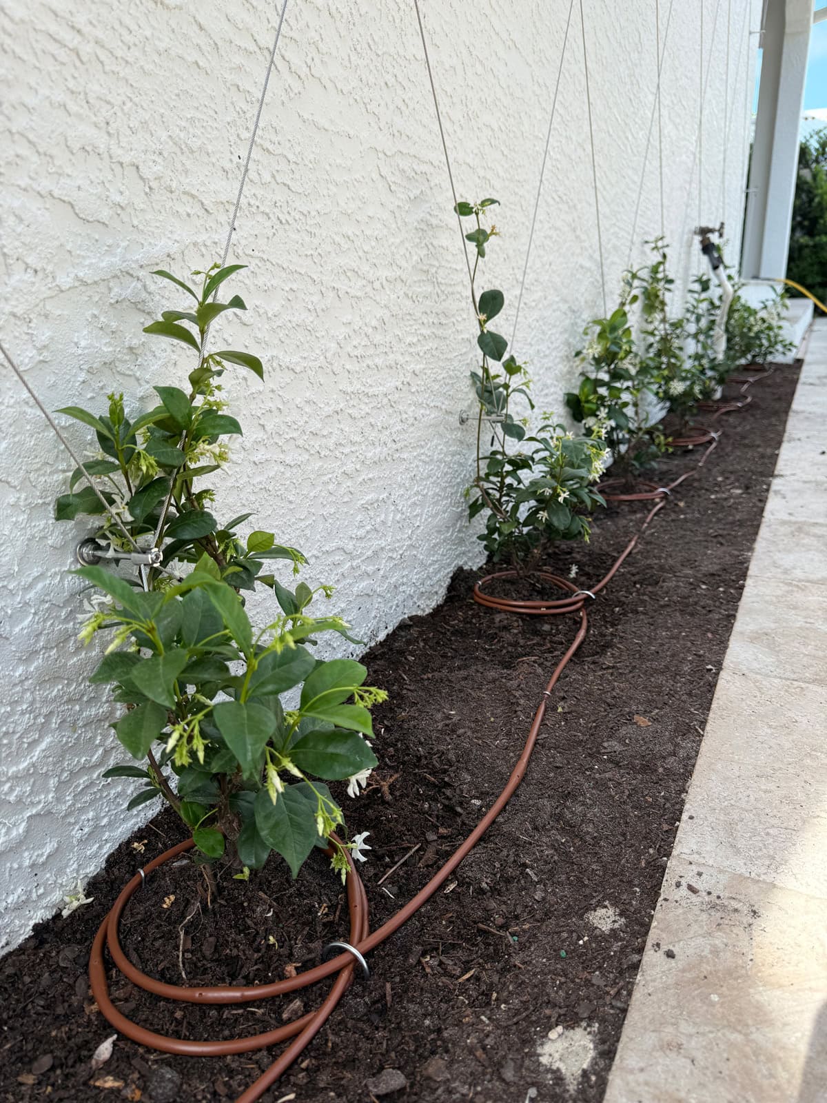 star jasmine wire trellis wall install