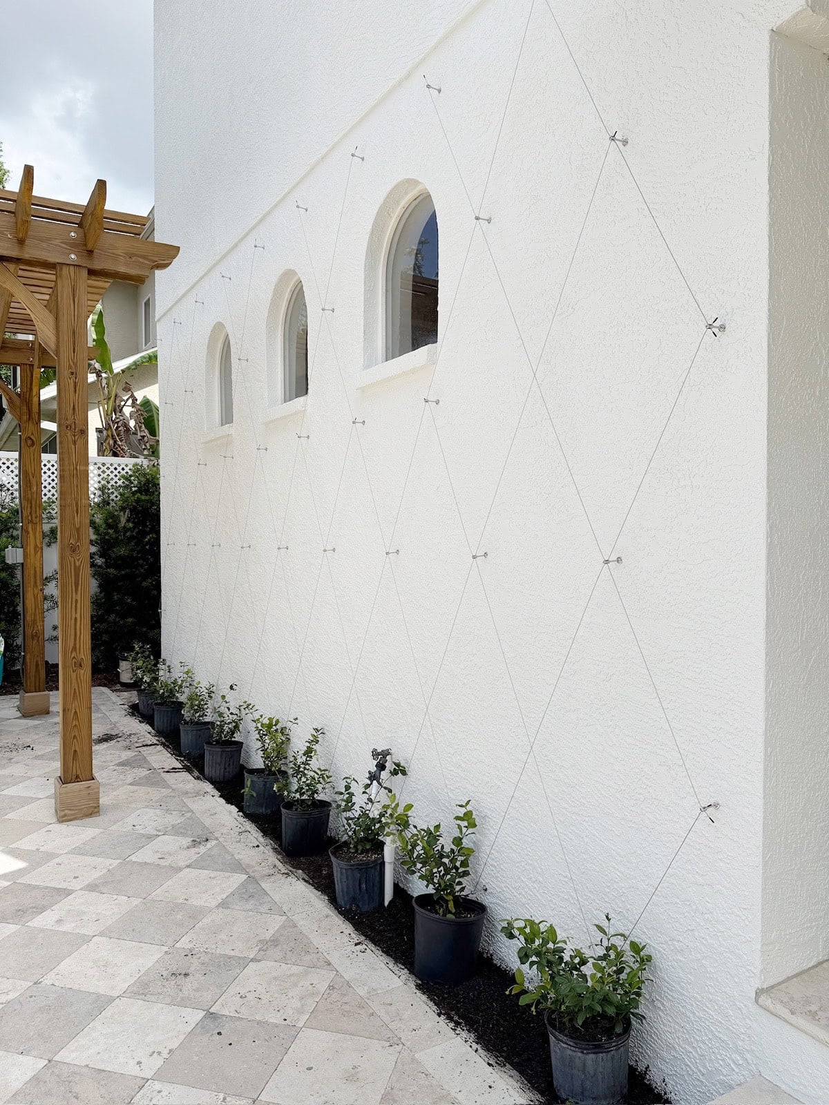 star jasmine wire trellis wall install