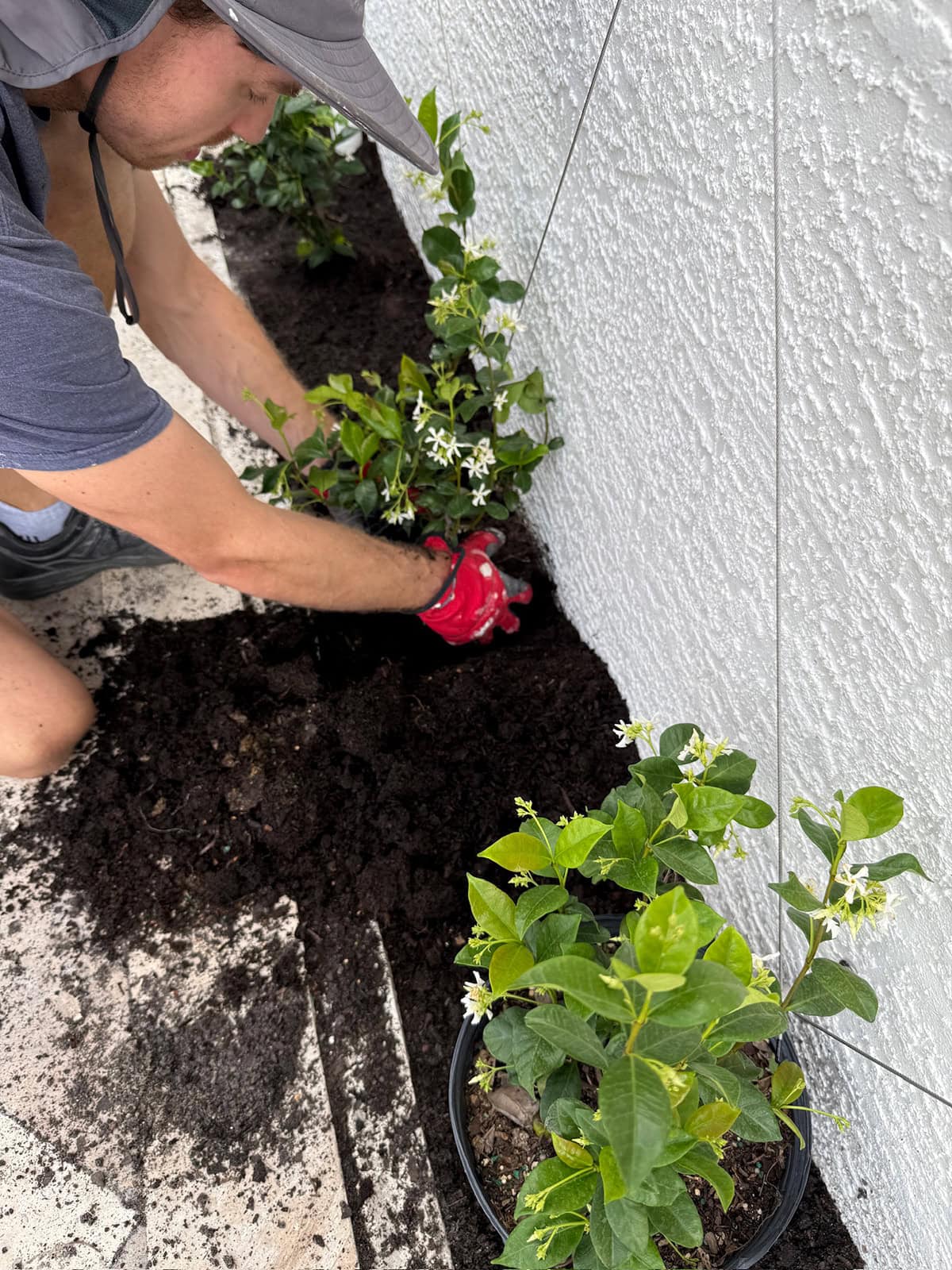 star jasmine wire trellis wall