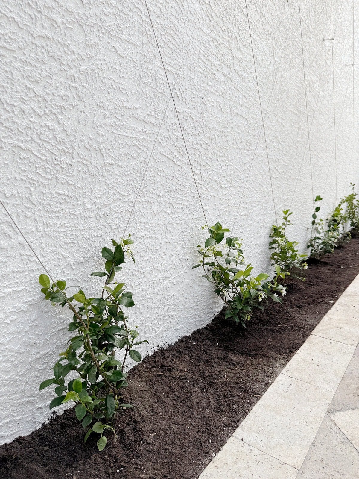 star jasmine wire trellis wall install